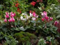 /album/galleria-foto-galleria-fotografica/fiori-un-piccolo-giardino-roccioso-jpg/